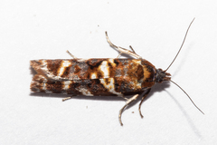 Harmologa sanguinea