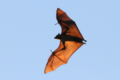 Pteropus rufus