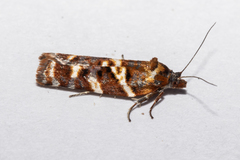 Harmologa sanguinea