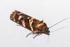 Harmologa sanguinea