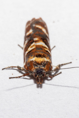 Harmologa sanguinea