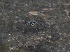 Jansenia rugosiceps