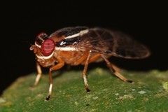 Scholastinae