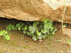 Actiniopteris radiata