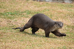 Lutrogale perspicillata