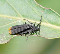 Diatrichalus funereus