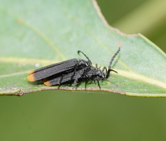 Diatrichalus funereus