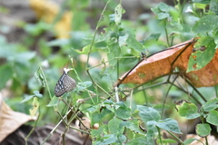 Ideopsis vulgaris macrina