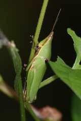 Tagasta marginella
