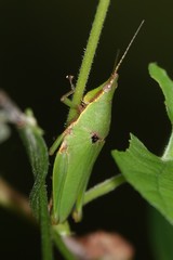 Tagasta marginella
