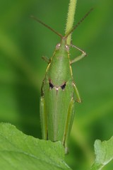 Tagasta marginella