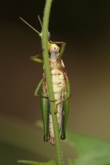 Tagasta marginella
