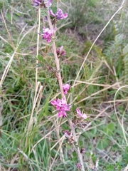 Indigofera leucoclada