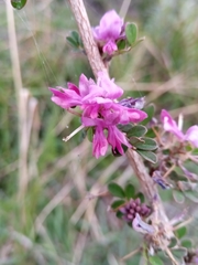 Indigofera leucoclada