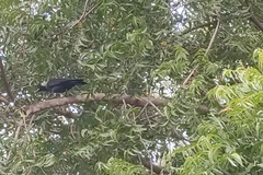 Corvus splendens