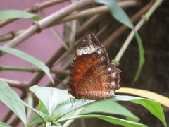 Elymnias hypermnestra