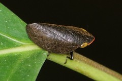 Plinia ampla