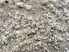 Hyperiidae