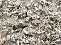 Hyperiidae