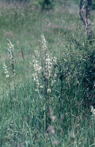 Image of Salvia austriaca by (c) Michael Andresek, some rights reserved (CC BY)