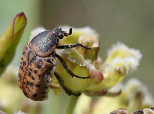 Tiger Fruit Chafer photo 2