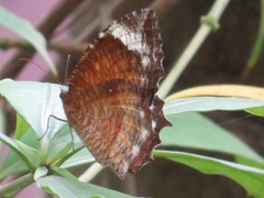 Elymnias hypermnestra