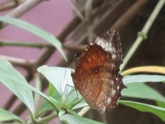 Elymnias hypermnestra