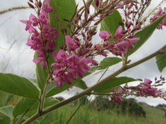 Pseudarthria hookeri
