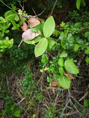 Kedrostis nana