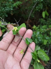 Kedrostis nana