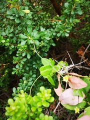 Kedrostis nana