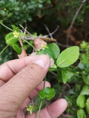 Kedrostis nana