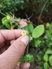 Kedrostis nana