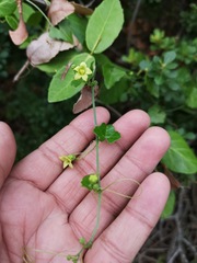 Kedrostis nana