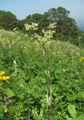 Podosphaera filipendulae