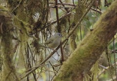 Pteruthius xanthochlorus