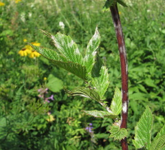 Podosphaera filipendulae