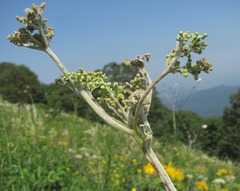 Podosphaera filipendulae