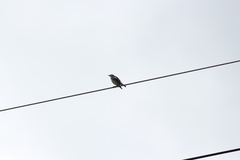 Agropsar philippensis