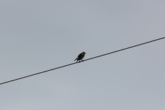 Agropsar philippensis