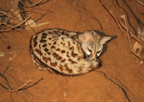 Northern Small-spotted Genet