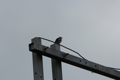 Agropsar philippensis