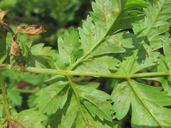 Puccinia aphanicondra