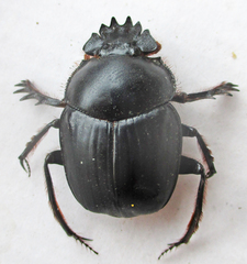 Escarabaeus remii