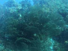 Iciligorgia schrammi