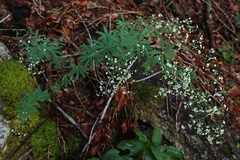 Galium sylvaticum