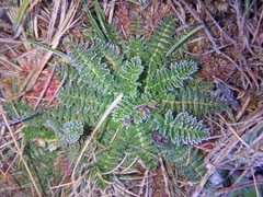 Haplosciadium abyssinicum