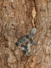 Lepilemur leucopus