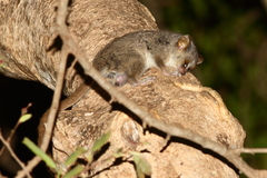 Microcebus murinus