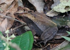 Incilius leucomyos